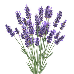 Obraz premium Realistic illustration of a beautiful bouquet of fresh purple lavender flowers