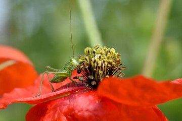macro shot of a small green cricket perched on bright red poppy flower. Cricket is in sharp focus, its long antennae and slender body contrasting beautifully with the vibrant red petal 