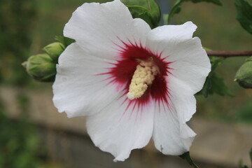 pink and white flower
