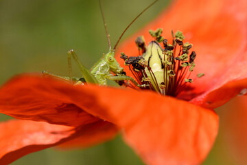 macro shot of a green cricket resting on the vibrant red petal of a poppy flower, near its center. The insect is in sharp detail, providing a striking color contrast with the red petal and the yellow 