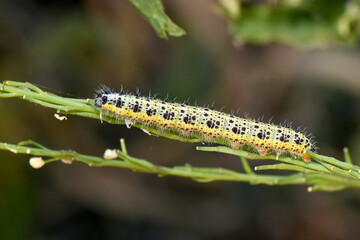 close-up shot of a large white butterfly caterpillar (Pieris brassicae) on a thin green stem. The larva, covered in small hairs, is a pale yellow color with distinctive black spots