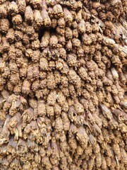 Textured tree bark close-up with natural grooves and aged surface