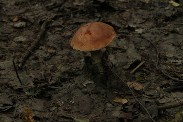 mushrooms in the forest