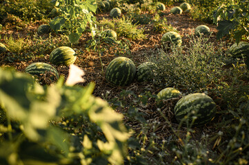 Watermelon field with ripe melons growing under summer sun, symbolizing harvest, organic farming and fresh seasonal fruit in countryside.
