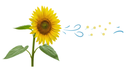 Isolated Vibrant Sunflower with Pollen Dispersing in the Wind, Symbolizing Nature and Allergies