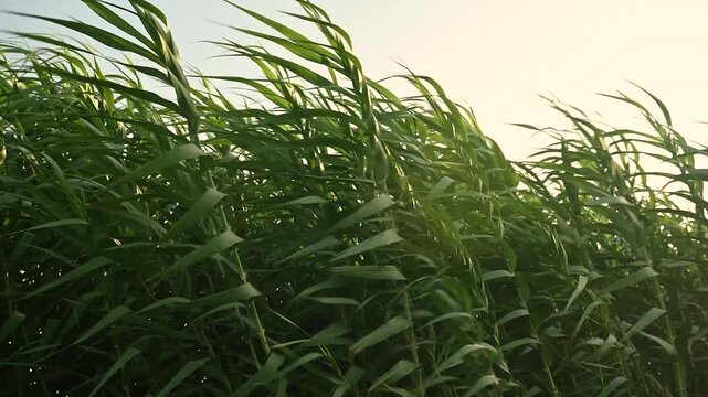 Ground-level video of a sugarcane field in Sardinia, Italy, with tall stalks swaying rapidly due to strong wind. The intense movement of the plants creates a dynamic, wave-like effect. Perfect for agr