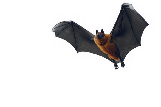 Flying fox bat spreading wings against dark background