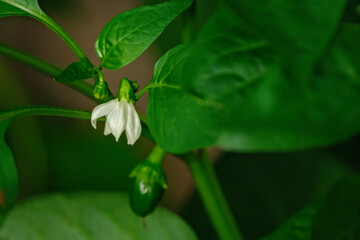Sweet bell pepper plant and white flowers.