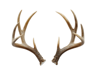 Close-up of a pair of deer antlers.  They are symmetrical, light brown, and feature branching points.  Against a black background