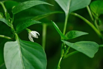 Sweet bell pepper plant and white flowers.