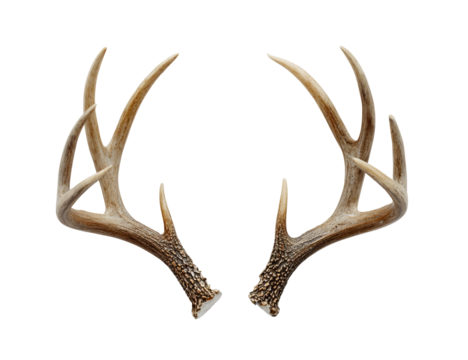 Close-up of a pair of deer antlers.  They are symmetrical, light brown, and feature branching points.  Against a black background