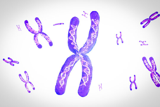Transparent chromosome x contain dna strand inside