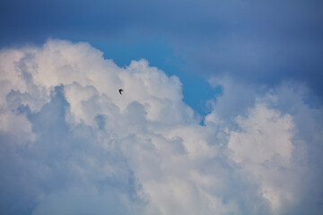 A small bird in graceful flight against a backdrop of majestic white and blue clouds, showcasing the vastness of the sky and the freedom of nature.