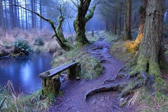 Misty forest path with tranquil stream and weathered bench