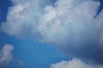 Two silhouetted birds gracefully soaring through a vast blue sky with fluffy white and grey clouds, symbolizing freedom and the tranquility of nature.