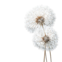Two white dandelions against black