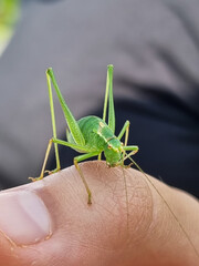 Small green cricket at closeup resting on finger in daylight and shallow depth of field 