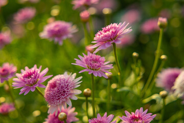 Picturesque fishing village of Camara de Lobos, Madeira, with colorful boats, coastal cliffs, and traditional charm under the Atlantic sun.