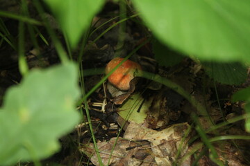 small mushroom in the forest