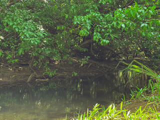 Serene Riverside Canopy: The serene reflection of lush green trees and foliage on the calm waters of a tranquil riverside. This landscape evokes peace and harmony with nature.