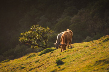 Fanal Forest in Madeira on a clear day, featuring twisted ancient laurel trees, green meadows, and...