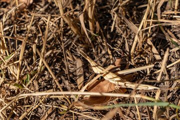 
A nymph of the insect Acrida ungarica before the last molt (pre-imago) of protective brown color (camouflage), which is difficult to notice in the dry yellow grass.