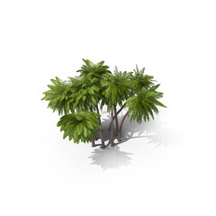 Obraz premium Coconut Palm Tree Isolated on White Background