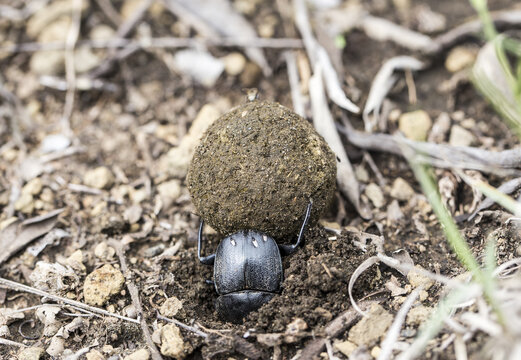View of a determined dung beetle, glistening black against the earthy tones, laboriously rolling its dung ball through the dry, cracked ground, Naivasha, Nakuru County, Kenya.