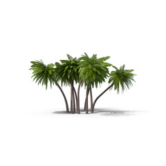 Obraz premium Coconut Palm Tree Isolated on White Background
