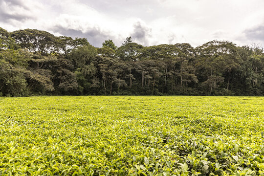 View of vibrant green tea plantation stretching to the horizon under a cloudy sky, bordered by a dense forest, Limuru, Kiambu County, Kenya.