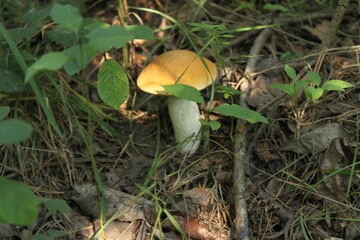 mushroom in the grass