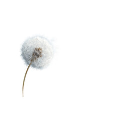 A dandelion seed head, light and airy, against a black background