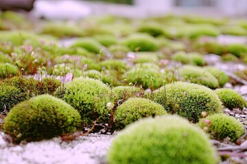 Close-up of vibrant green moss clusters