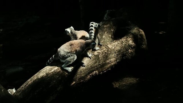 Group of ring-tailed lemurs - Lemur catta - gathered on a fallen tree in partial sunlight. Social interaction and natural behavior in a shaded zoo enclosure. Horizontal 4k footage.