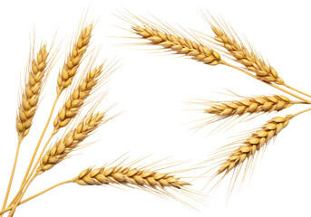 Overhead shot of several pristine, golden wheat stalks with detailed grains, arranged diagonally on a transparent studio background with copy space, concept of natural abundance and purity