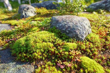 Rocky outcrop covered in vibrant moss and small plants