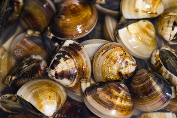 Raw fresh clam on cutting board prepare