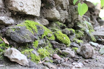 Obraz premium Moss-covered stones at base of weathered wall