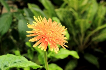 Bright Orange Gerbera Daisy with Water Droplets in Tropical Garden Close-Up

