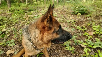 A German Shepherd dog walking through a lush green forest trail in the morning sunlight. Captures the essence of adventure, exploration, and a pet enjoying nature.