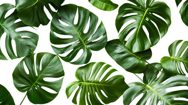 Spreaded Monstra green leaves isolated on white background