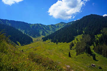 Obraz premium Ile-Alatau National Park. A mountain gorge with different vegetation.