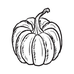 Pumpkin vegetable in different shapes in black brush stroke texture isolated on white. Hand drawn vector sketch illustration in vintage charcoal ink. Halloween symbol, autumn harvest