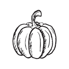 Pumpkin vegetable in different shapes in black brush stroke texture isolated on white. Hand drawn vector sketch illustration in vintage charcoal ink. Halloween symbol, autumn harvest