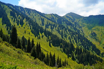 Fototapeta premium Ile-Alatau National Park. A mountain gorge with different vegetation.