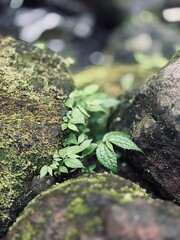 green moss on the rock