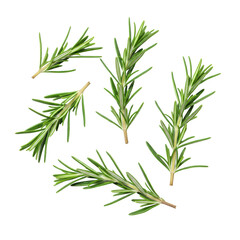 Obraz premium Vibrant green, fresh rosemary sprigs artfully arranged in a flat lay against a transparent seamless background with soft studio lighting, showcasing natural product purity concept