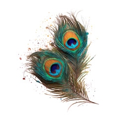 Vibrant peacock feather close-up