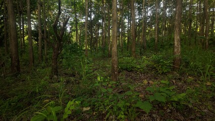 A natural teak forest in Thailand with tall, straight trees and lush green undergrowth. A small brown dog walks among the trees in the morning sunlight.