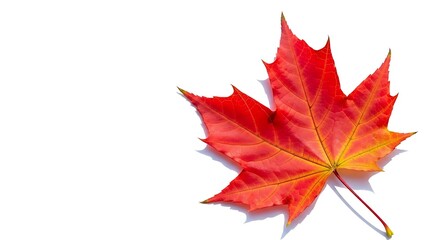 Red maple leaf autumn fall foliage nature vibrant seasonal background isolated white